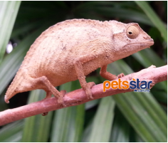 Bearded Pygmy Chameleon